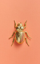 Golden Scarab Beetle Made From Gold Metal.