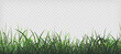 Green grass template. Seamless pattern