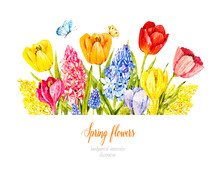 Watercolor Spring Flowers: Tulips, Hyacinths, Mimosa, Crocuses, Muscari, Greenery, Butterflies. Vintage Flowers. Botanical Hand Drawn Illustration. Watercolor Flower Bouquet.