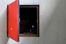Pigeon Inside A Dark Closet In Wall