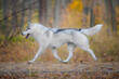 Grey beautiful female dog breed Siberian husky runs
Dog walks golden autumn in fallen leaves