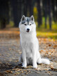 Beautiful grey female husky dog sit on felled Leaves in autumn forest
Portrait of a dog similar to a wolf 