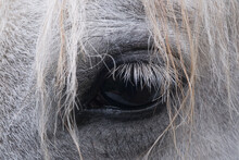 Close Up Of Horse Eye