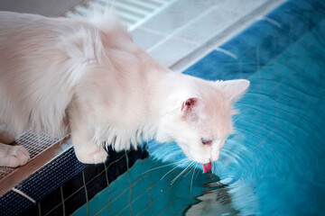 Turkey, a cat with blue and yellow eyes, in the cattery of cats in the city of Van.