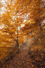 Golden Autumn With Orange Leaves On Trees