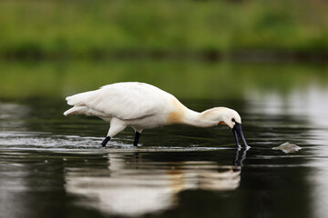 Wall Mural - Eurasian spoonbill (Platalea leucorodia) or common spoonbill fishing in the dark water of the pond. A typical hunting method spoonbill family.