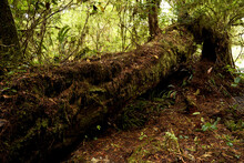 An Old Rotting Tree In The Rain Forest.