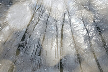 Dreamy Winter Woods
