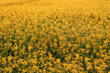Fotomurales - Blooming rapeseed canola field in springtime