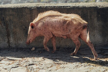 Strange Hairy Hog In The Streets Of India