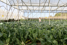 Cabbages In Greenhouse