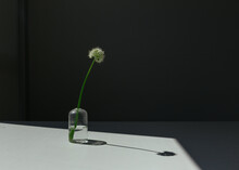 Still Life Of Flower In Glass Vase