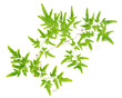 fresh Lygodium japonicum leaves isolated on white background