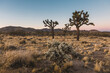 © Akela - from alp to alp/Stocksy - californian desert at sunset