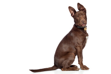 cute brown mixed breed puppy dog sitting in a studio on white background