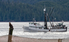An American Bald Eagle Keeps An Eye On A Nearby Alaska Based Trawler.