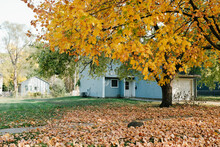 House Front Lawn Covered In Fallen Yellow Leaves