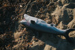 © Anna Malgina/Stocksy - a shark toy on a beach