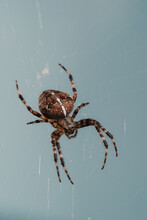 Portrait Of A Spider