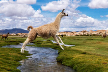 A Llama Jumping A River In Andean Highlands