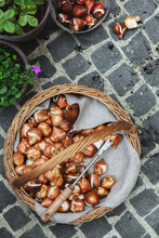 Tulip Bulbs Gathered Together In Wicker Basket In Garden