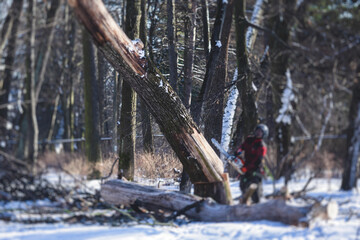 Wall Mural - Process of felling the trees, team of professional lumberjack woodcutter cutting and felling the big tree with ropes and chainsaw, arborist and tree surgeon at work