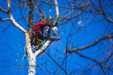 Sticker - Arborist tree surgeon cutting tree branches with chainsaw, lumberjack woodcutter in uniform climbing and working on heights, process of tree pruning and sawing on top