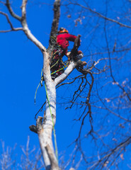 Sticker - Arborist tree surgeon cutting tree branches with chainsaw, lumberjack woodcutter in uniform climbing and working on heights, process of tree pruning and sawing on top