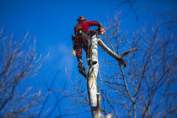 Sticker - Arborist tree surgeon cutting tree branches with chainsaw, lumberjack woodcutter in uniform climbing and working on heights, process of tree pruning and sawing on top