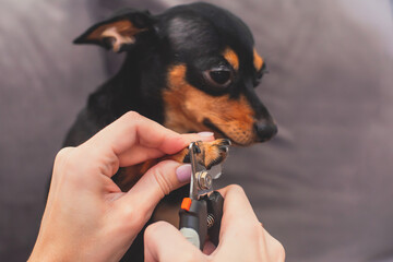 Process of cutting dog claw nails of a small breed dog with a nail clipper tool, close up view of dog's paw, trimming pet dog nails manicure