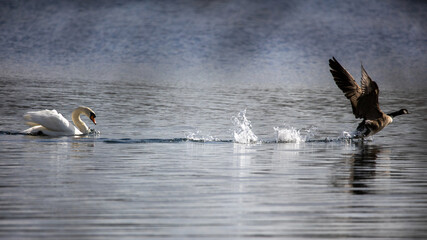 Wall Mural - Male swan protecting his nesting site from a Canadian goose.