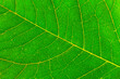 © knlml - green leaf background