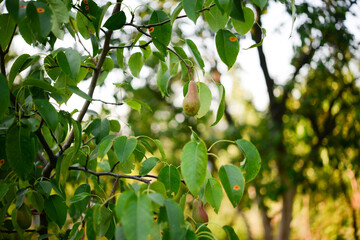 Canvas Print - Pear closeup in the garden