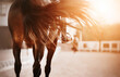 A rear view of a bay horse with a rider in the saddle, which waved its long tail in the sunlight. Dressage. Horse riding.