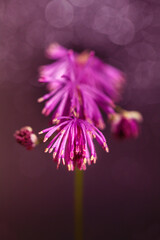 Canvas Print - purple flower in the meadow