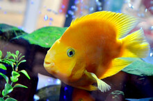 Fish In Aquarium, Fish, Aquarium, Water, Yellow, Tropical, Underwater, Animal,  Nature, Swim, Goldfish, Swimming, Aquatic, Reef, Colorful, Color, Saltwater, Life