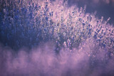 Fototapeta Lawenda - lavender