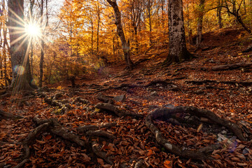 Wall Mural - The rays of the setting sun break through the branches of the autumn forest