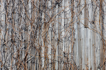 Aufkleber - old wooden wall with withered ivy