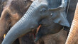 © Core - headshot elephant head thai elephant in elephant farm