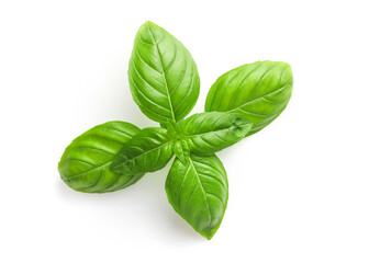 Wall Mural - Fresh basil leaves isolated on white