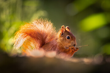 Wall Mural - cute and curious red squirrel sitting quietly and holding a blade of dry grass. beautiful spring mor