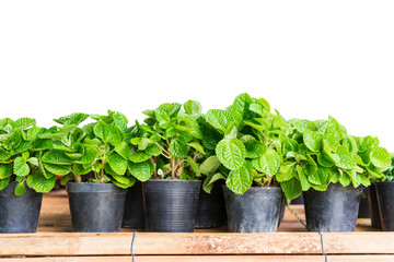 Wall Mural - Young strawberry plant in  black plastic pot on white