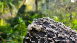Fototapeta Do akwarium - White Fungus Infesting A Tree Trunk