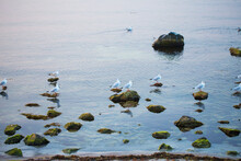 A Flock Of Gulls Sits On Rocks Near The Sea