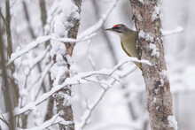 Woodpecker In A Tree With Snow