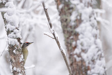Woodpecker In A Tree With Snow