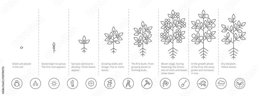 Plant growth stages infographic. Growing period steps. Harvest animation progression. Fertilization phase. Cycle of life. Black line contour outline. Vector icon set. - obrazy, fototapety, plakaty 