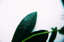 Water Drops On The Green Leaves Of A Tropical Plant, Abstract Floral Fuzzy Background