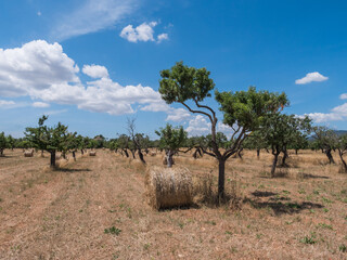 Wall Mural - countryside on the balearic island of Mallorca, Spain